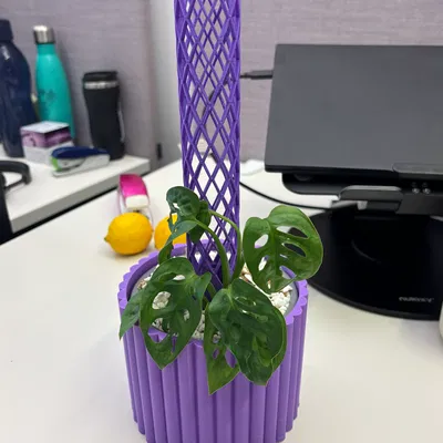 Bộ Trụ Rêu và Chậu Cho Cây Monstera