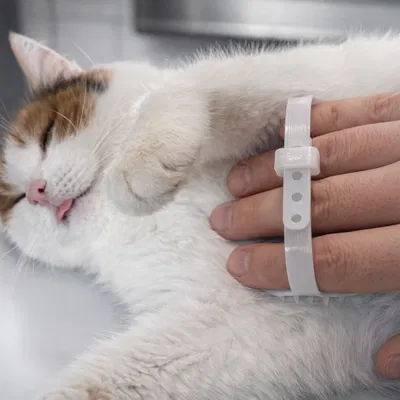 Lược chải lông thú cưng (Fellbürste)