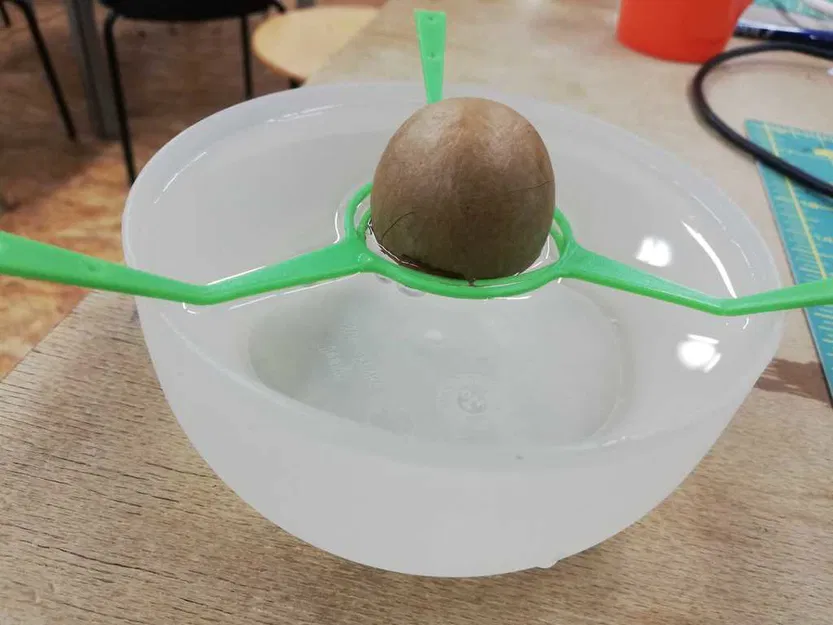 Giá đỡ hạt bơ in 3D (Avocado-pit clip) – Trợ thủ đắc lực cho người yêu cây - Image 1