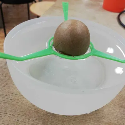 Giá đỡ hạt bơ in 3D (Avocado-pit clip) – Trợ thủ đắc lực cho người yêu cây