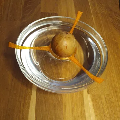 Giá đỡ hạt bơ in 3D (Avocado-pit clip) – Trợ thủ đắc lực cho người yêu cây