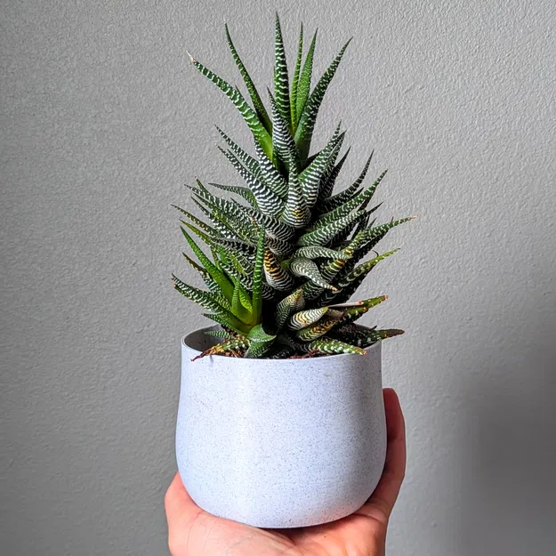 The Planter Project - Bộ sưu tập chậu cây độc đáo - Image 3