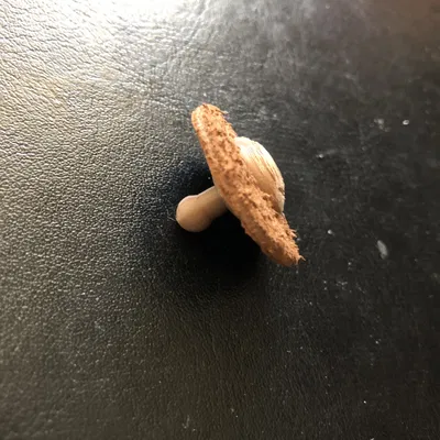 Nút cài kiểu Sam-Brown (Loại tải trọng nhẹ)