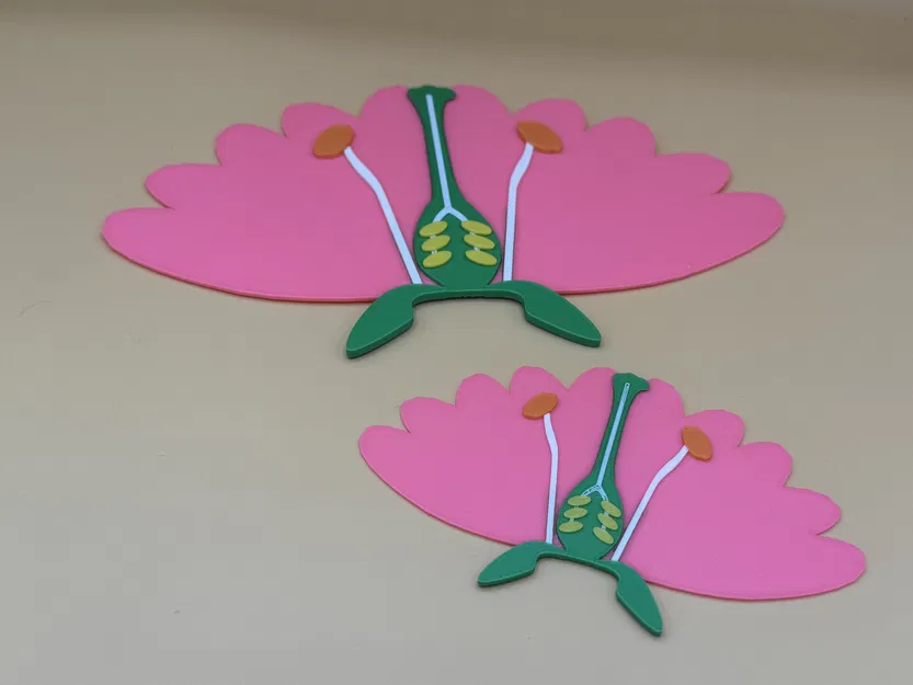 Mô hình cấu tạo các bộ phận của hoa (Parts of a flower) - Image 1