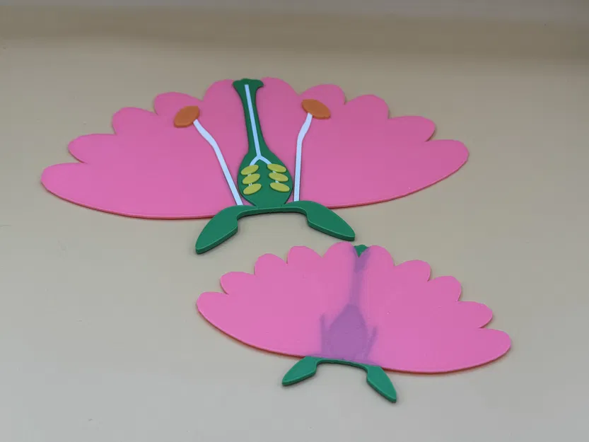 Mô hình cấu tạo các bộ phận của hoa (Parts of a flower) - Image 2