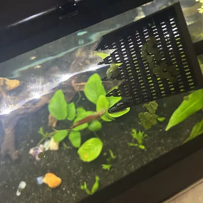 Vợt vớt cây thủy sinh nổi