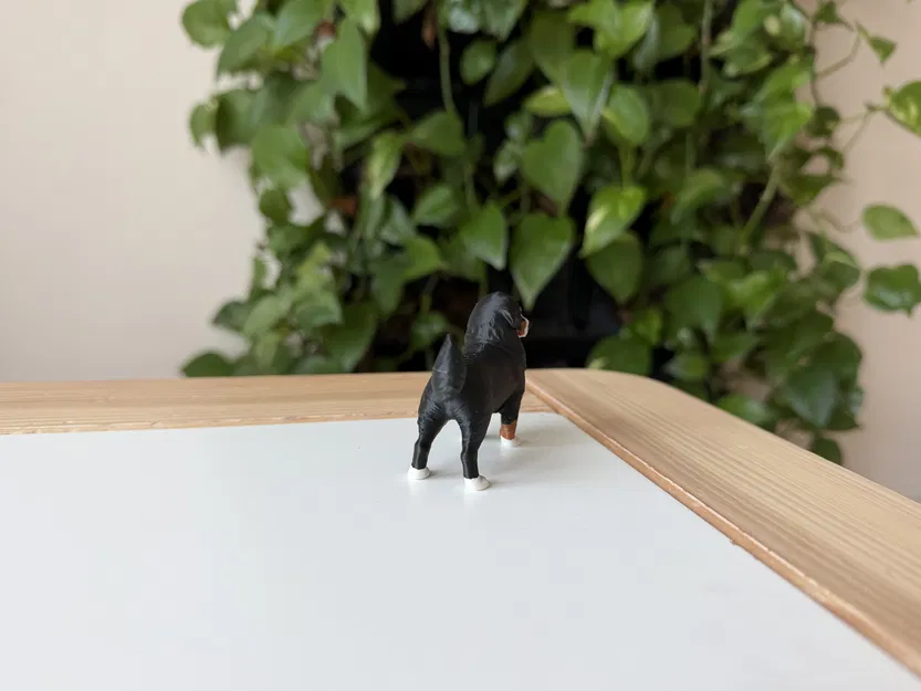 Mô hình in 3D chó Bernese Mountain Dog chân thực - Image 5