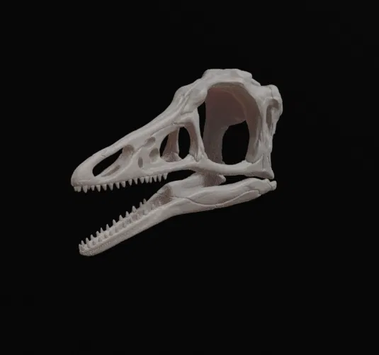 Mô hình hộp sọ khủng long Archaeopteryx (3D Printed) - Image 1