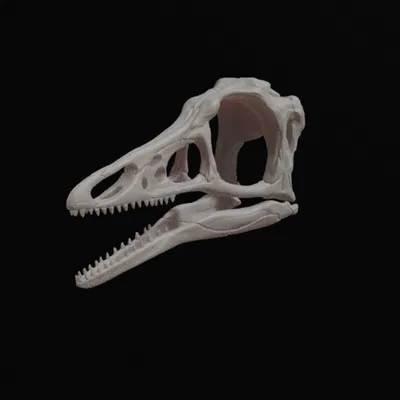 Mô hình hộp sọ khủng long Archaeopteryx (3D Printed)