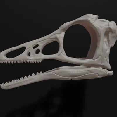 Mô hình hộp sọ khủng long Archaeopteryx (3D Printed)