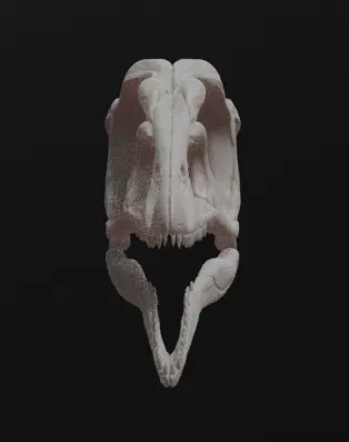 Mô hình hộp sọ khủng long Archaeopteryx (3D Printed) - Image 3