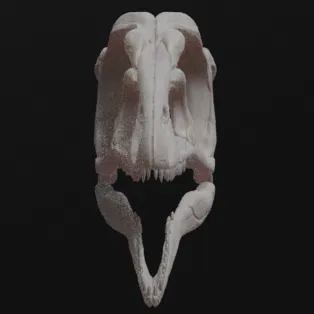 Mô hình hộp sọ khủng long Archaeopteryx (3D Printed)