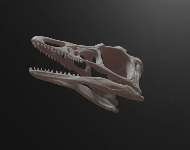 Mô hình hộp sọ khủng long Archaeopteryx (3D Printed) - Image 4