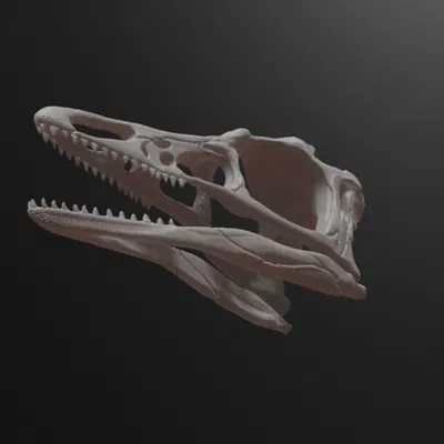 Mô hình hộp sọ khủng long Archaeopteryx (3D Printed)