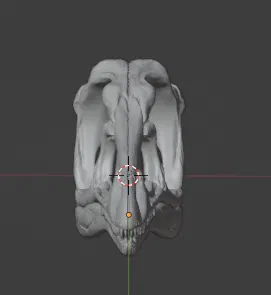 Mô hình hộp sọ khủng long Archaeopteryx (3D Printed) - Image 5