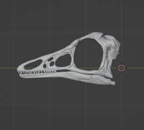 Mô hình hộp sọ khủng long Archaeopteryx (3D Printed) - Image 6