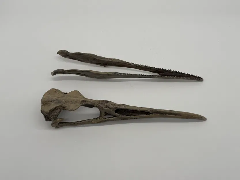 Mô hình hộp sọ chim cổ đại Hesperonis (tỷ lệ 1:1) - Image 1