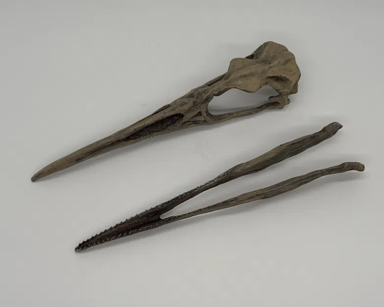 Mô hình hộp sọ chim cổ đại Hesperonis (tỷ lệ 1:1) - Image 2