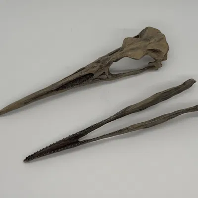 Mô hình hộp sọ chim cổ đại Hesperonis (tỷ lệ 1:1)