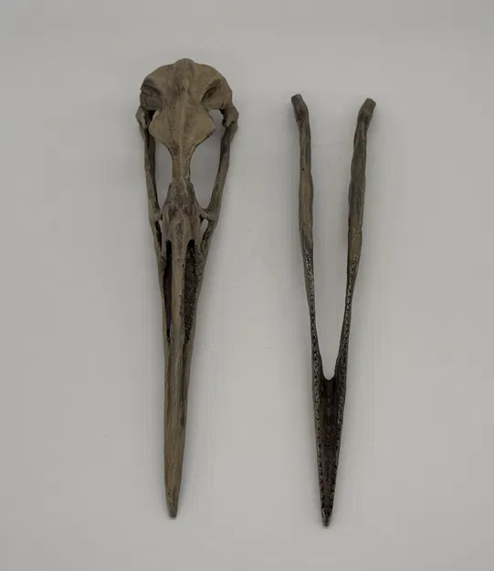 Mô hình hộp sọ chim cổ đại Hesperonis (tỷ lệ 1:1) - Image 3