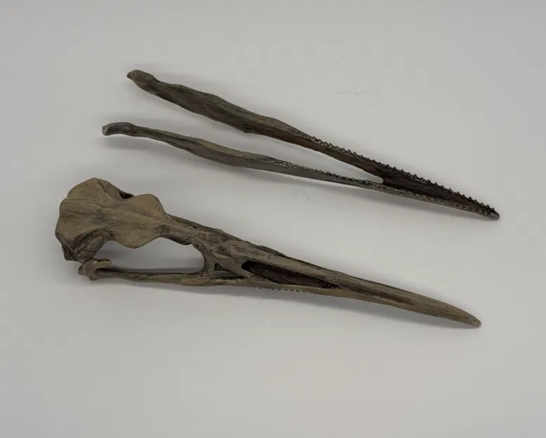 Mô hình hộp sọ chim cổ đại Hesperonis (tỷ lệ 1:1) - Image 4