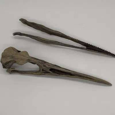 Mô hình hộp sọ chim cổ đại Hesperonis (tỷ lệ 1:1)