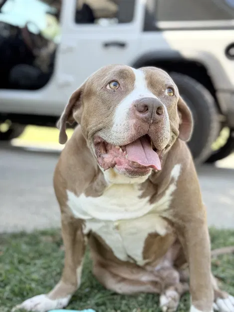 Giá đỡ tay cầm Nacon cho Xbox Series X 3D Print - Image 1