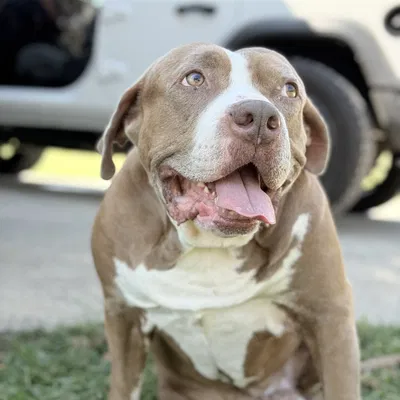 Giá đỡ tay cầm Nacon cho Xbox Series X 3D Print