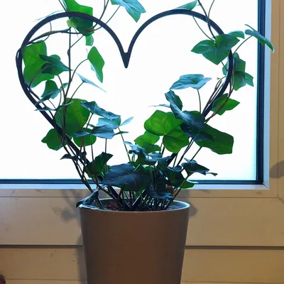 Cọc Đỡ Cây Hình Trái Tim (Plant Support Stake)