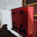 Máng ăn cho chim cút Quail Cage Feeder (In 3D DIY) - Thumbnail 1