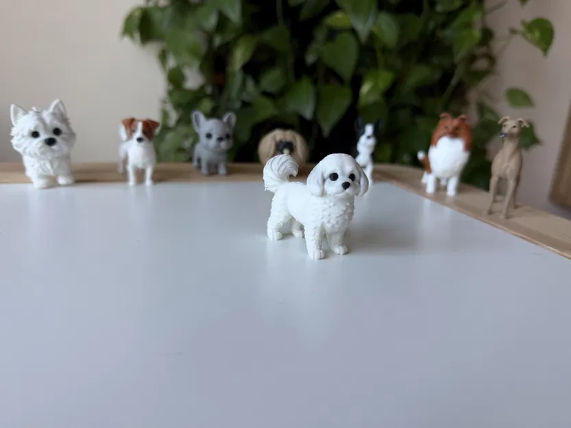 Mô hình in 3D chó Coton de Tulear chân thực - Image 1