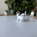 Mô hình in 3D chó Coton de Tulear chân thực - Thumbnail 1