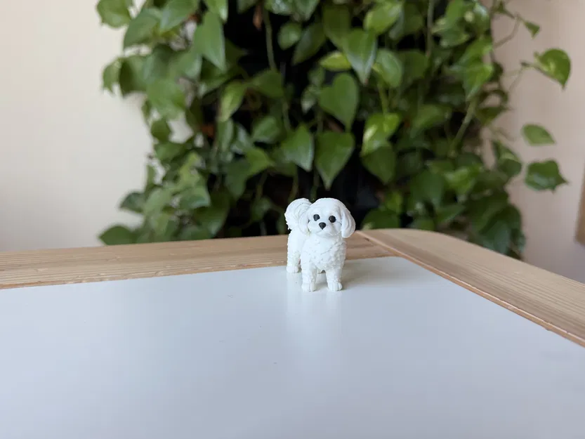 Mô hình in 3D chó Coton de Tulear chân thực - Image 2