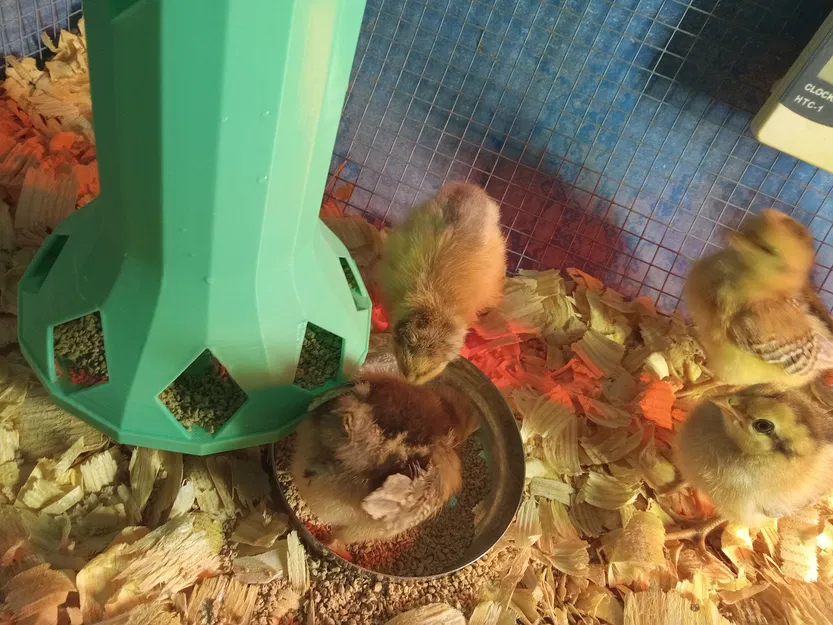Máng ăn cho gà con - Image 1