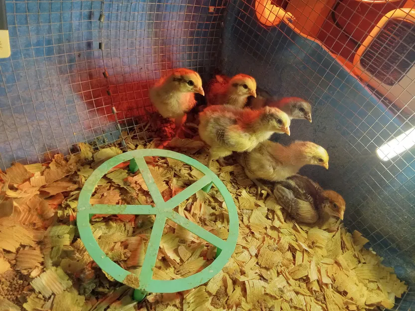 Máng ăn cho gà con - Image 3