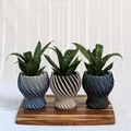 Chậu cây hình xoắn ốc (Spiral Planter) - Thumbnail 3