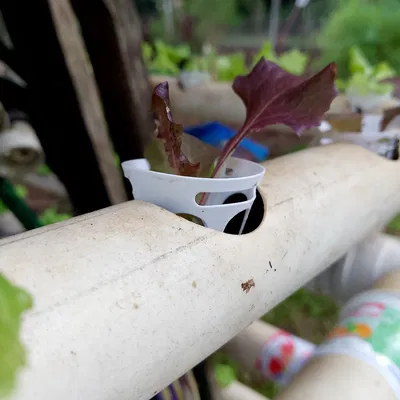 Rọ thủy canh loại nhỏ 40-50mm