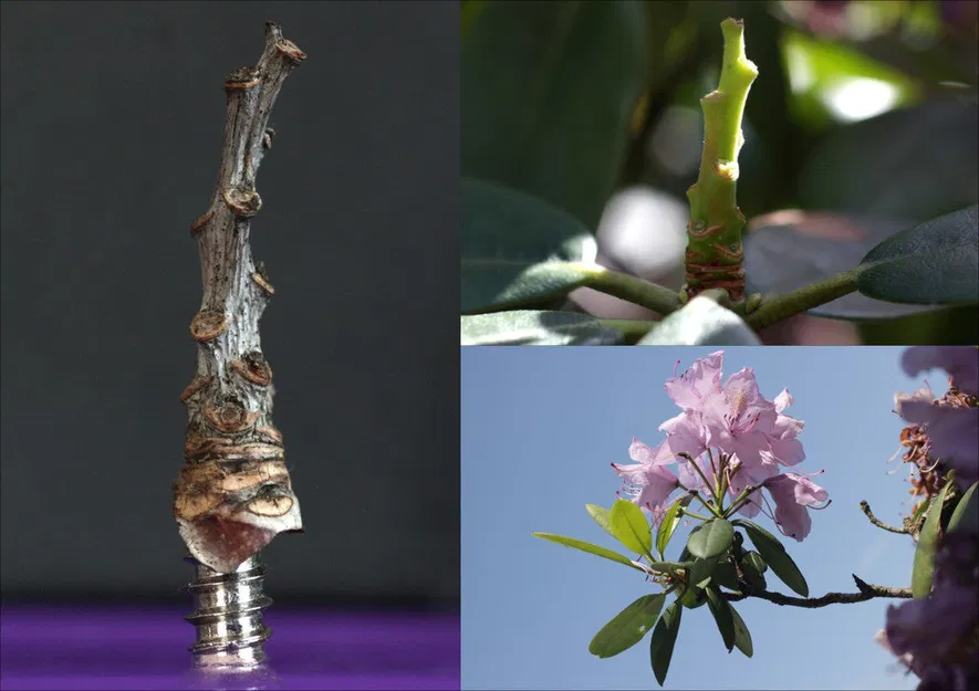 Cây trang trí bàn: "Rhododendron Nostril" (Thực vật ngoài hành tinh 26) - Image 5