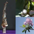 Cây trang trí bàn: "Rhododendron Nostril" (Thực vật ngoài hành tinh 26) - Thumbnail 5