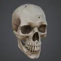 Mô hình hộp sọ 3D (Skull) chi tiết cao - Phụ kiện trang trí độc lạ - Thumbnail 1