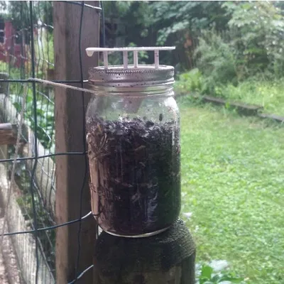 Bẫy ruồi cho hũ Mason (Bottle Fly Trap for Mason Jars)