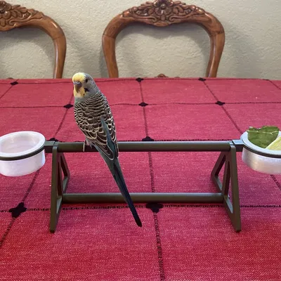 Cầu đậu để bàn cho vẹt Parakeet