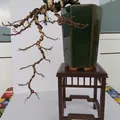 Bộ đôn kệ trưng bày Bonsai phong cách Á Đông tinh tế - Thumbnail 3