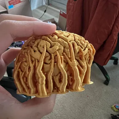 Cúp Não (Brain Trophy)