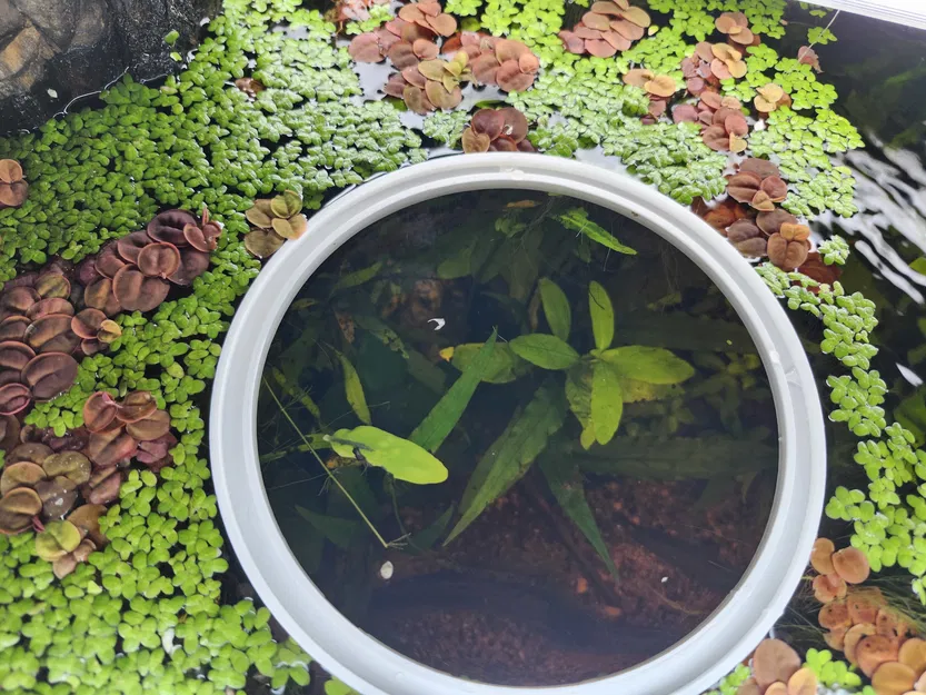 Vòng Kiểm Soát Cây Nổi (Duckweed Ring) - Image 1