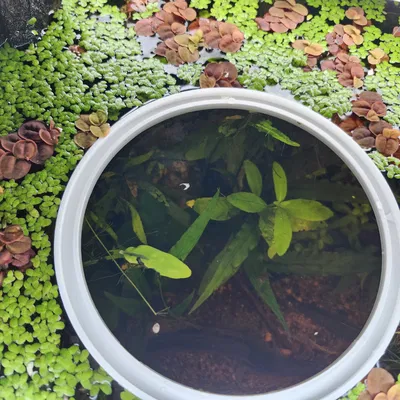 Vòng Kiểm Soát Cây Nổi (Duckweed Ring)