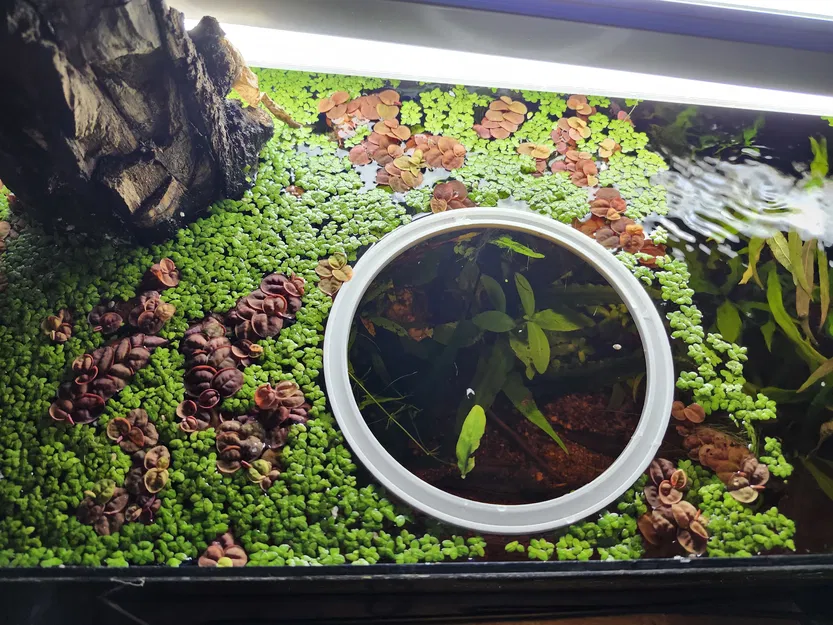 Vòng Kiểm Soát Cây Nổi (Duckweed Ring) - Image 2