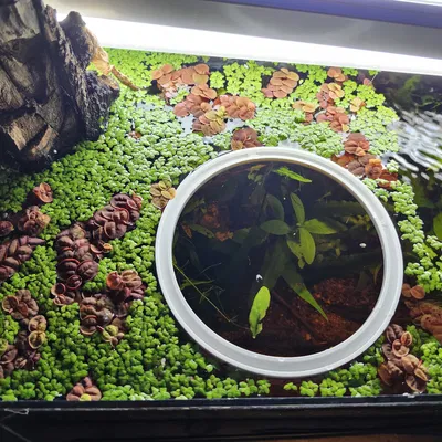 Vòng Kiểm Soát Cây Nổi (Duckweed Ring)