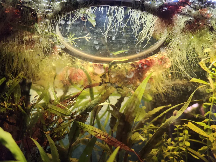 Vòng Kiểm Soát Cây Nổi (Duckweed Ring) - Image 3