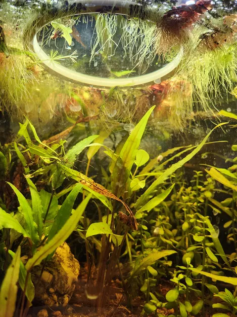 Vòng Kiểm Soát Cây Nổi (Duckweed Ring) - Image 4